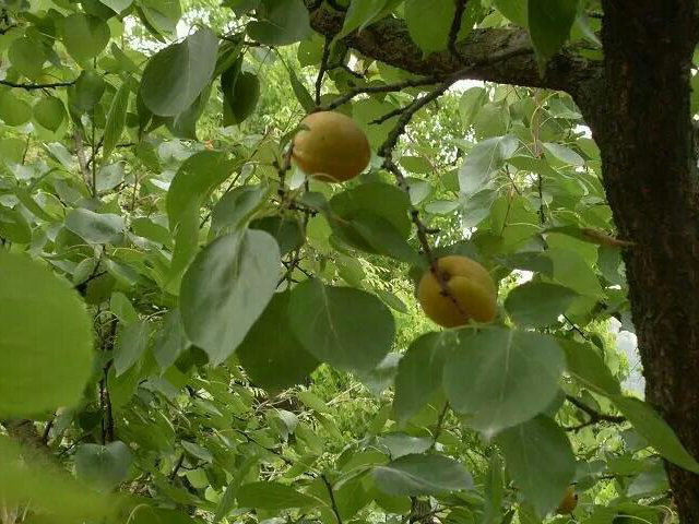 生態(tài)仁福牌杏子.jpg